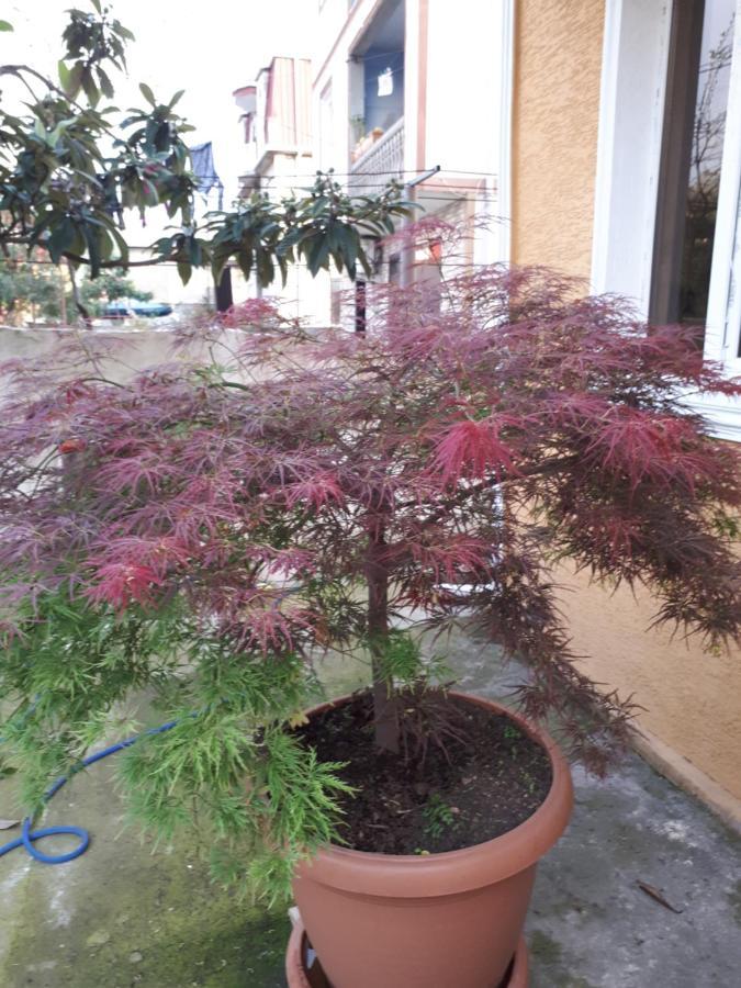 Home Batum Dış mekan fotoğraf